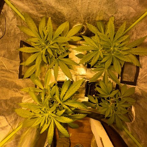 Public Enemy growlog timeline photo