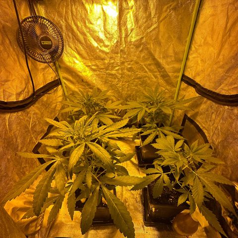 Public Enemy growlog timeline photo