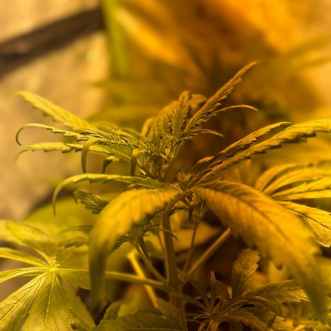 Public Enemy growlog timeline photo