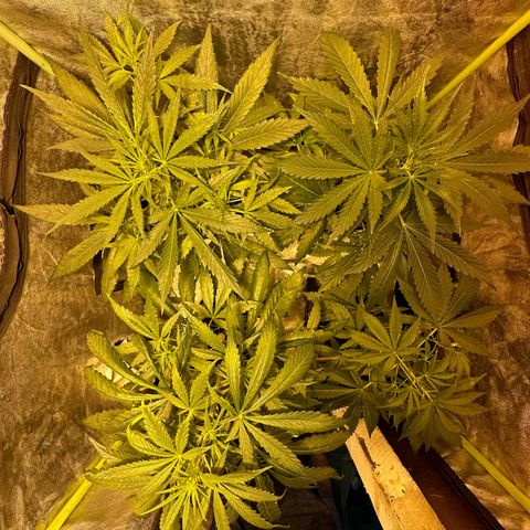 Public Enemy growlog timeline photo
