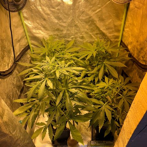 Public Enemy growlog timeline photo