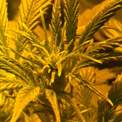 Public Enemy growlog timeline photo