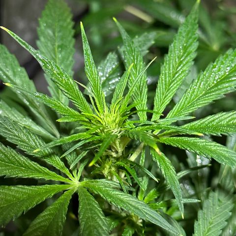 Public Enemy growlog timeline photo