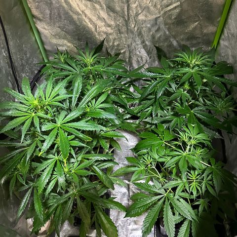 Public Enemy growlog timeline photo