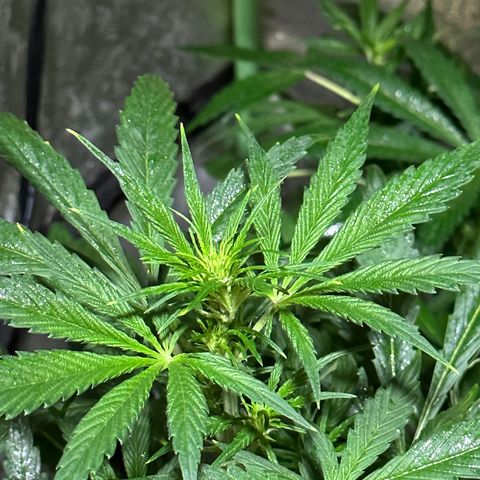 Public Enemy growlog timeline photo