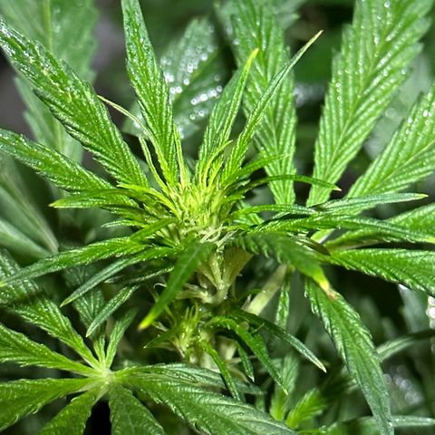 Public Enemy growlog timeline photo