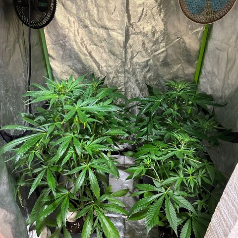 Public Enemy growlog timeline photo