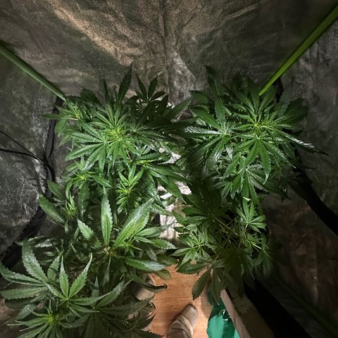 Public Enemy growlog timeline photo