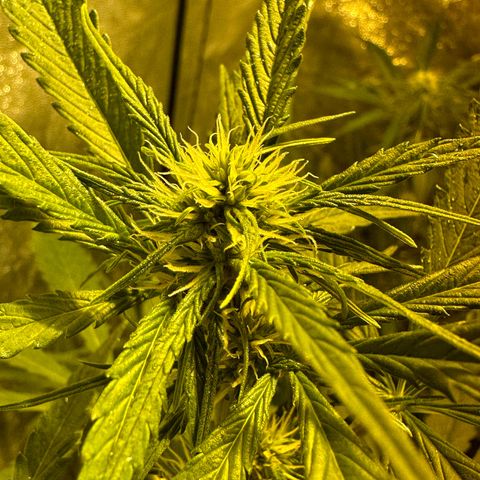 Public Enemy growlog timeline photo