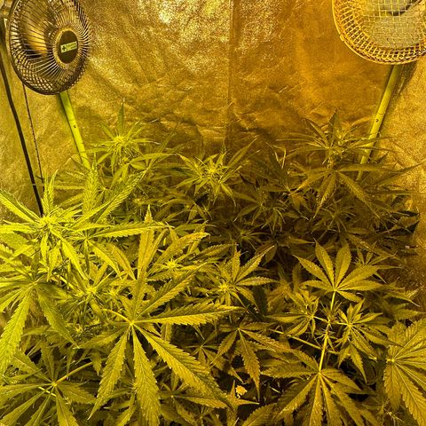 Public Enemy growlog timeline photo