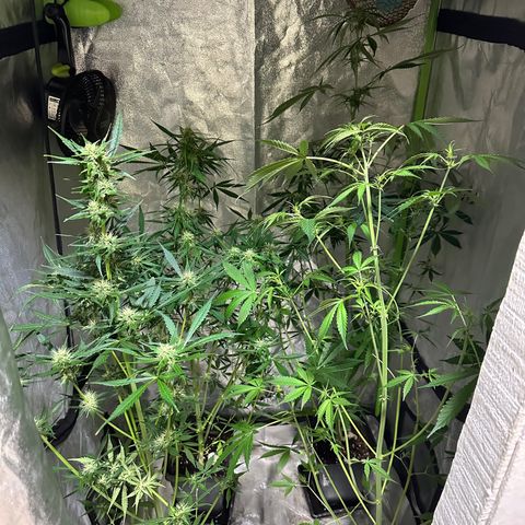 Public Enemy growlog timeline photo
