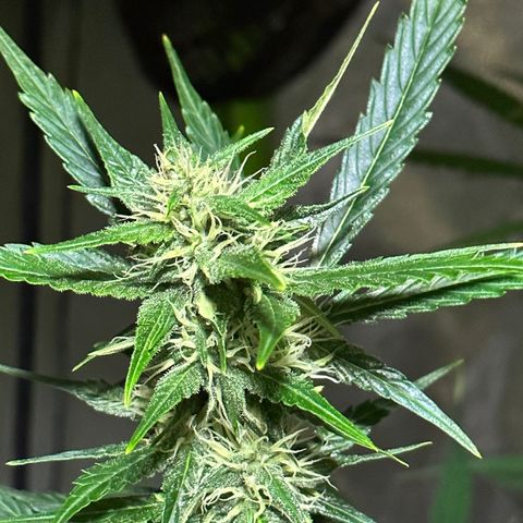 Public Enemy growlog timeline photo