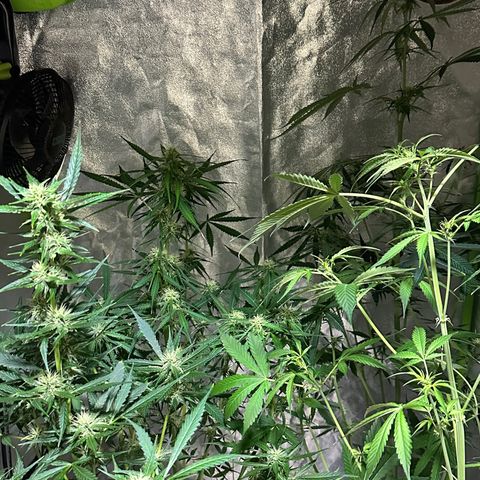 Public Enemy growlog timeline photo