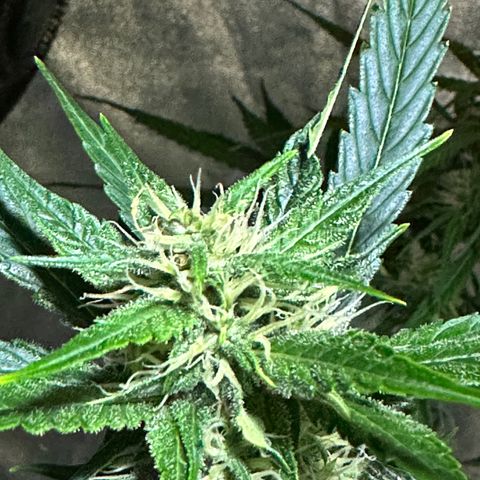 Public Enemy growlog timeline photo
