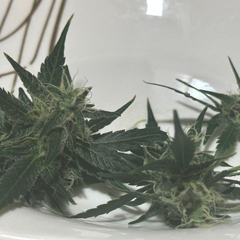 Public Enemy growlog timeline photo