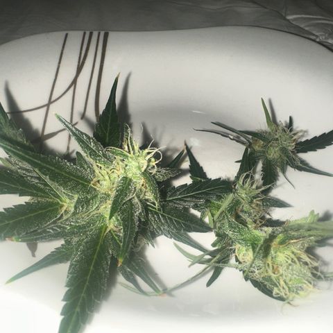 Public Enemy growlog timeline photo