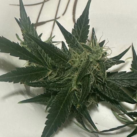 Public Enemy growlog timeline photo