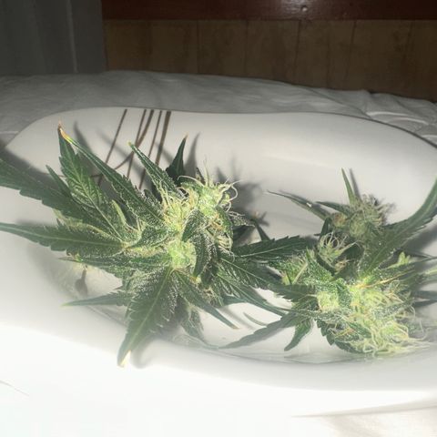 Public Enemy growlog timeline photo
