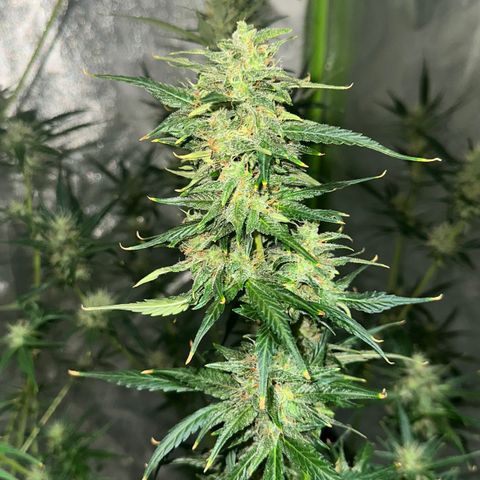 Public Enemy growlog photo: Termino!!!