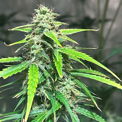 Public Enemy growlog photo: Termino!!!