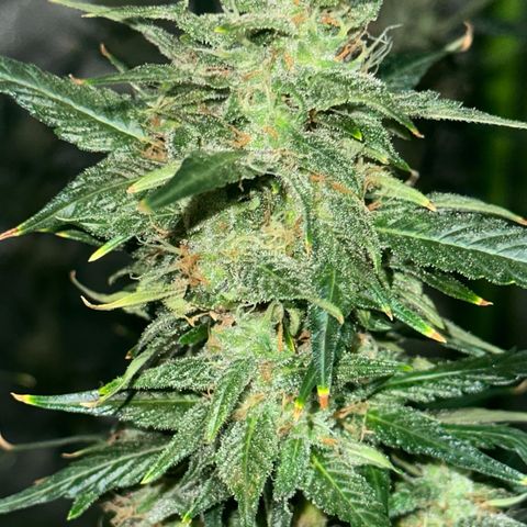 Public Enemy growlog photo: Termino!!!