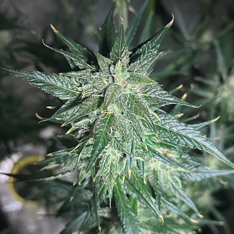 Public Enemy growlog photo: Termino!!!
