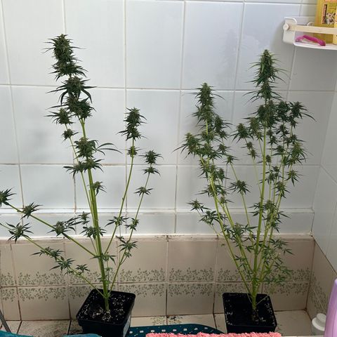 Public Enemy growlog photo: Termino!!!