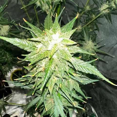 Public Enemy growlog photo: Termino!!!