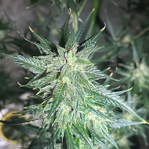 Public Enemy growlog photo: Termino!!!
