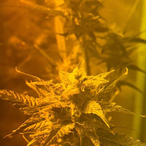 Public Enemy growlog photo: Termino!!!