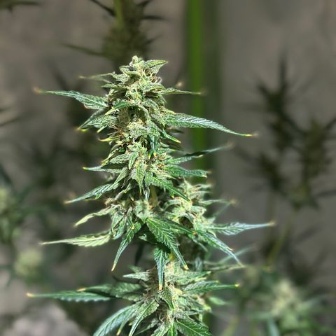 Public Enemy growlog photo: Termino!!!