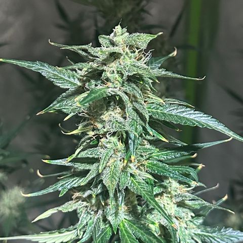 Public Enemy growlog photo: Termino!!!