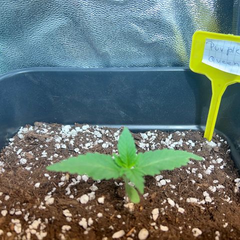 Purple queen  growlog timeline photo