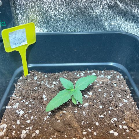 Fruit spirit  growlog timeline photo