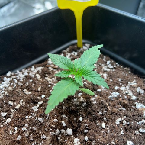 Purple queen  growlog timeline photo