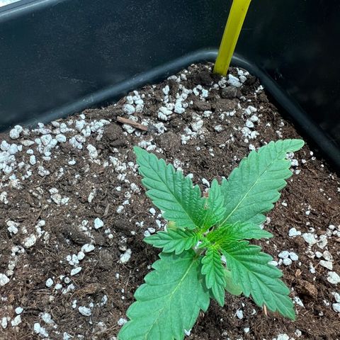 Purple queen  growlog timeline photo