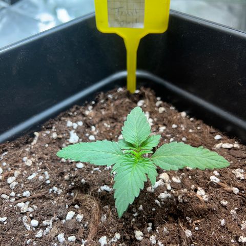 Fruit spirit  growlog timeline photo