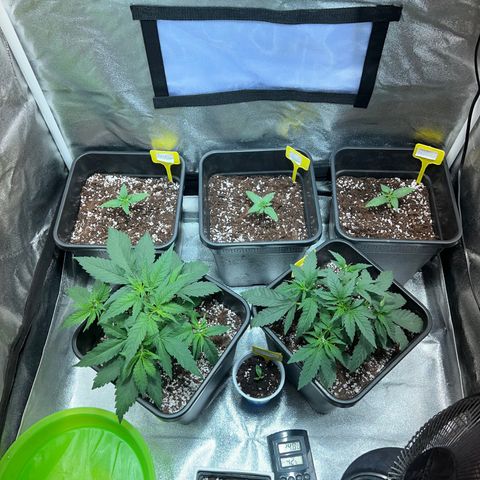 Fruit spirit  growlog photo: My grow room 🪴💚