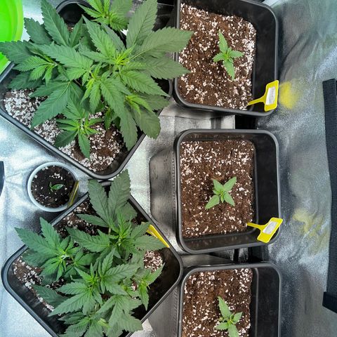 Fruit spirit  growlog photo: My grow room 🪴💚
