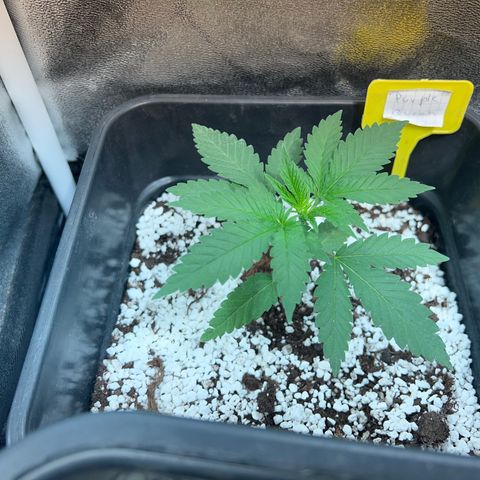 Purple queen  growlog timeline photo