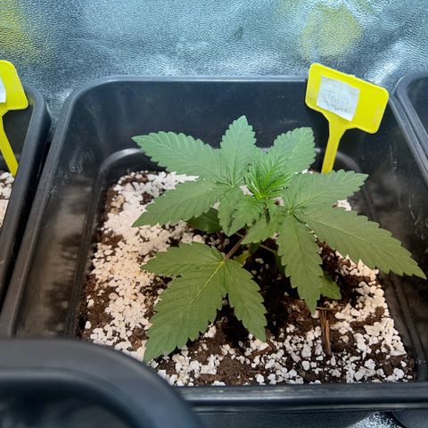Fruit spirit  growlog timeline photo