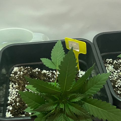 Fruit spirit  growlog timeline photo