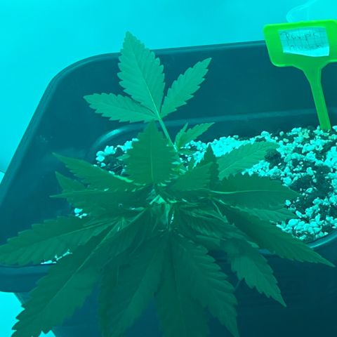 Purple queen  growlog timeline photo
