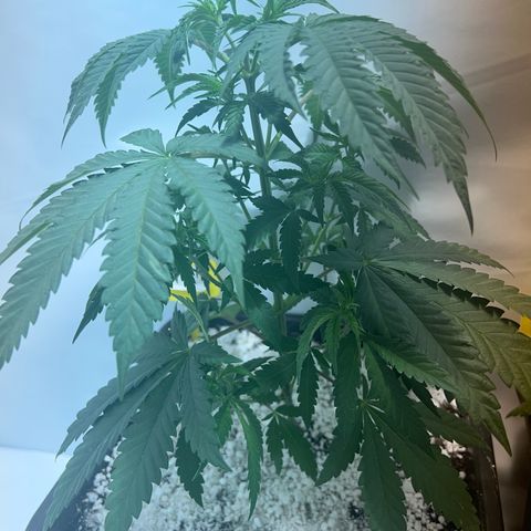 Fruit spirit  growlog timeline photo