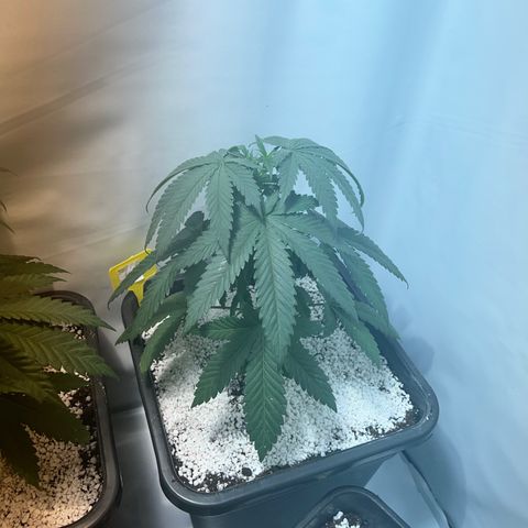 Purple queen  growlog timeline photo