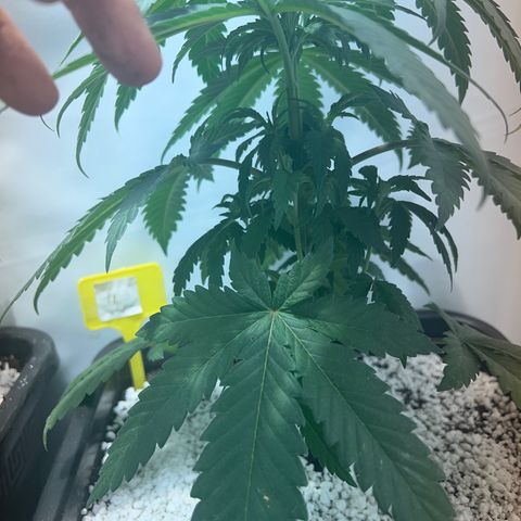 Purple queen  growlog timeline photo