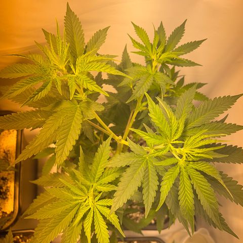 Purple queen  growlog timeline photo