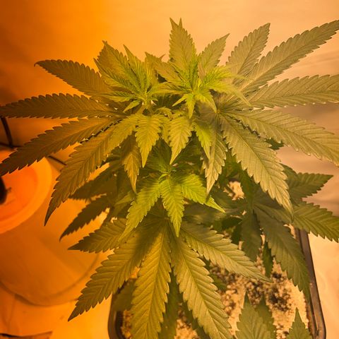 Fruit spirit  growlog timeline photo