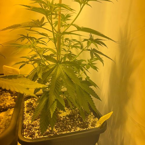 Purple queen  growlog timeline photo