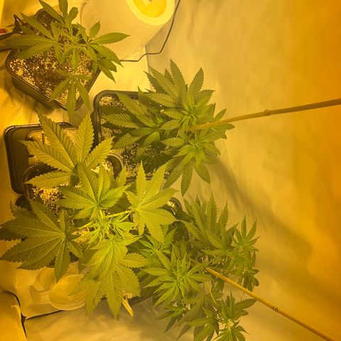 Fruit spirit  growlog timeline photo